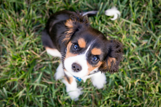 Caring for Your Puppy: Supporting Healthy Growth with Supplements and Training