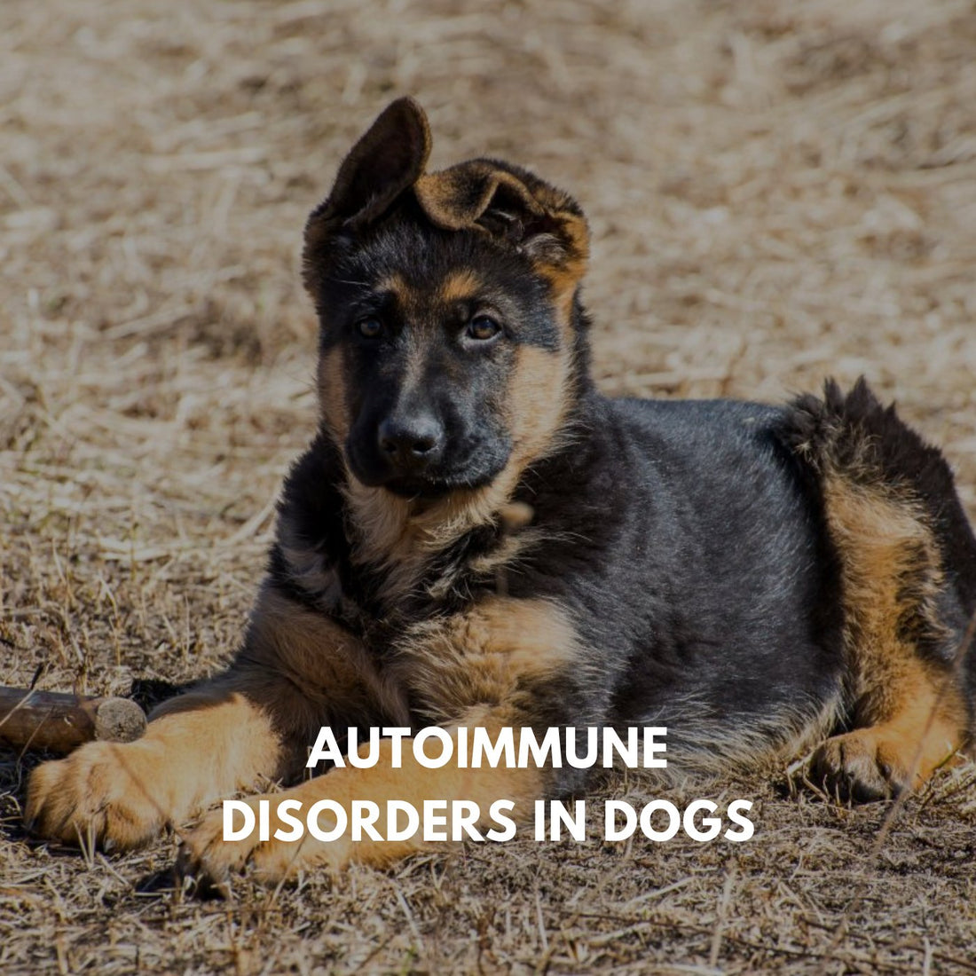Autoimmune Disorders in Dogs - Proflax