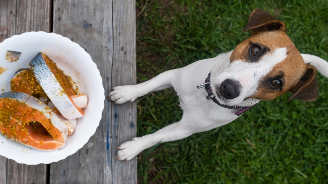 Which is the Best Salmon Oil for Dogs? (EPA, DHA & Quality Tips)