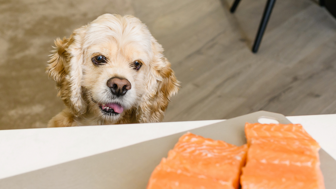 Puppy Salmon Oil Guide: Brain, Coat & Eye Health Essentials