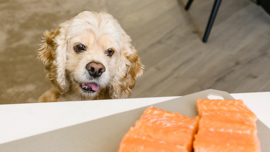 Puppy Salmon Oil Guide: Brain, Coat & Eye Health Essentials