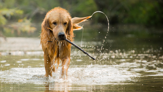 Salmon Oil for Dogs with Allergies & Itchy Skin: Natural Relief from the Inside Out