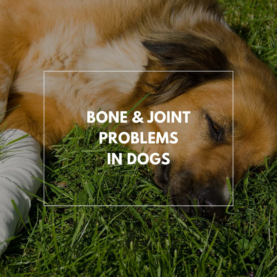 Bone & Joint Problems in Dogs - Proflax
