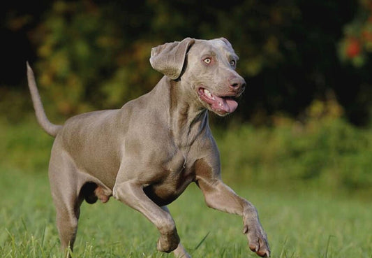 Proflax Immunity & Vitality