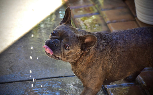 Toxic Tensions: The Surprising Link Between Household Products and Your Dog’s Kidney Health