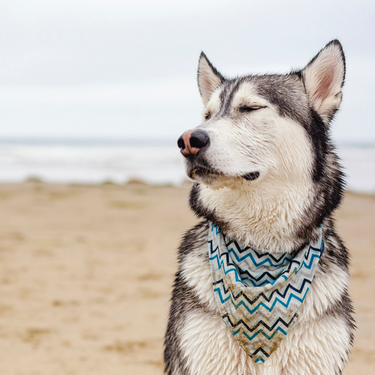 Boosting Your Dog's Immunity: The Essential Role of Omega 3 & 6