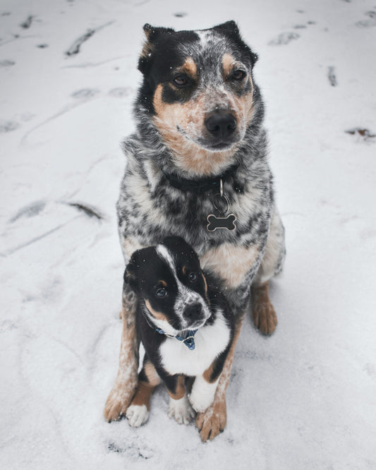 How to Protect Your Dog's Joints in Winter