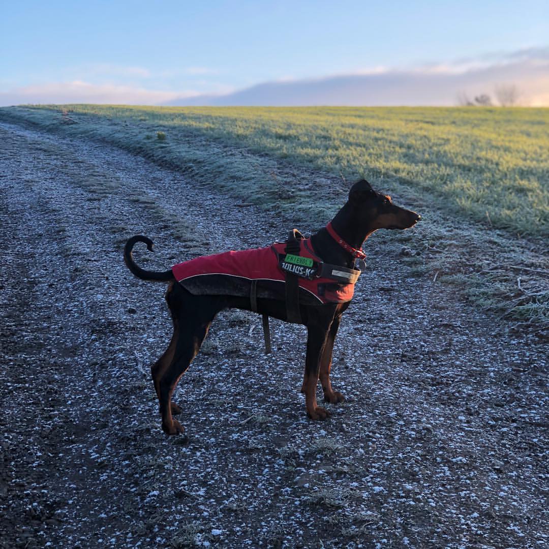 Dogs In February February - Dog of the Month – Proflax