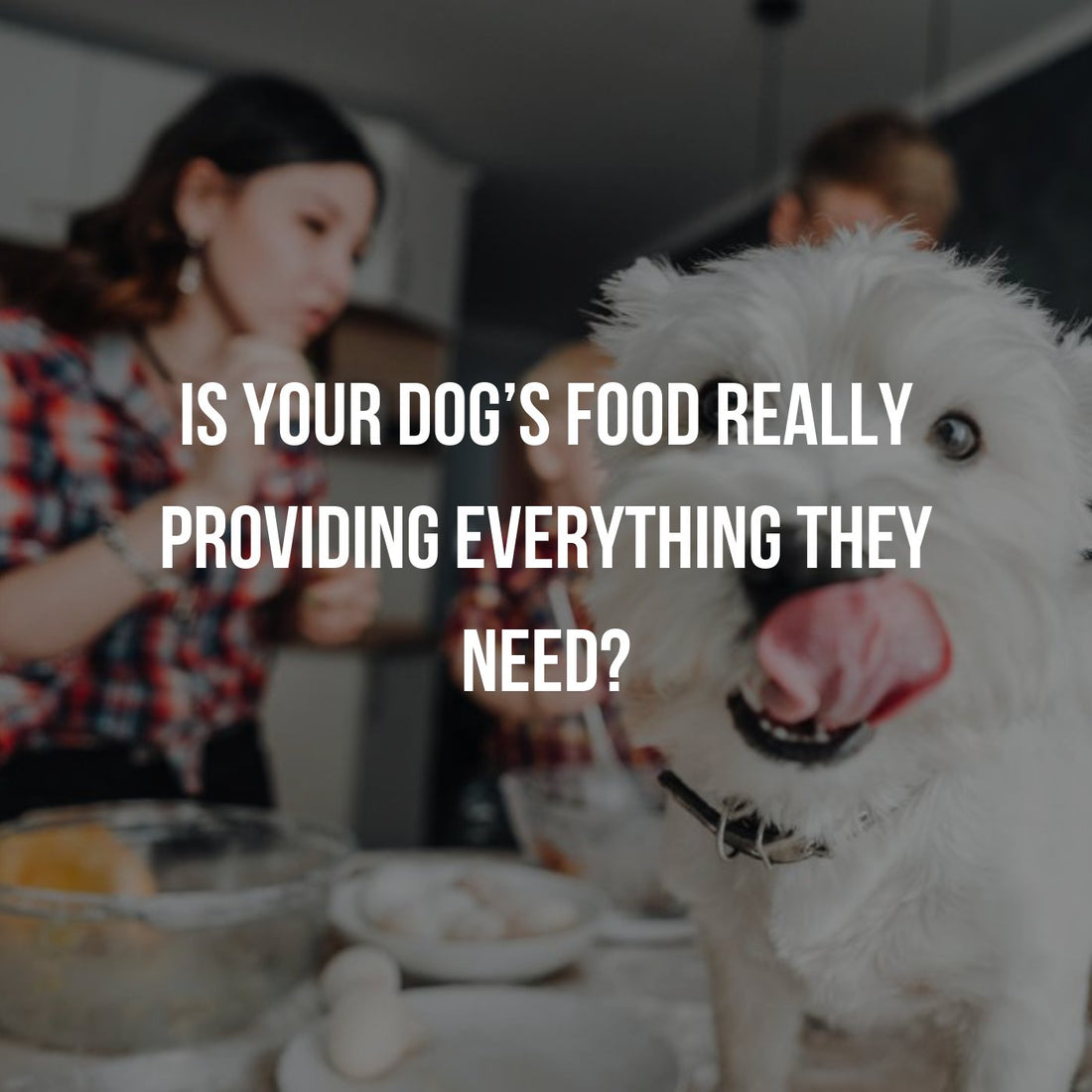 Guest Writer – Caroline Griffith: Is Your Dog’s Food Really Providing Everything They Need?  - Proflax