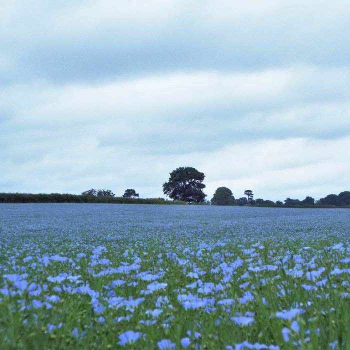 Guest writer - Durwin Banks, The Linseed Farm. - Proflax