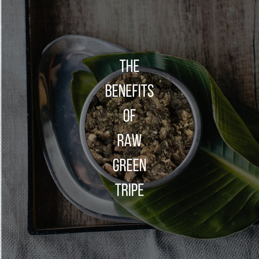 Guest Writer – Moddie Lambert, BCCSDip, HthNut: The Benefits of Green Tripe - Proflax