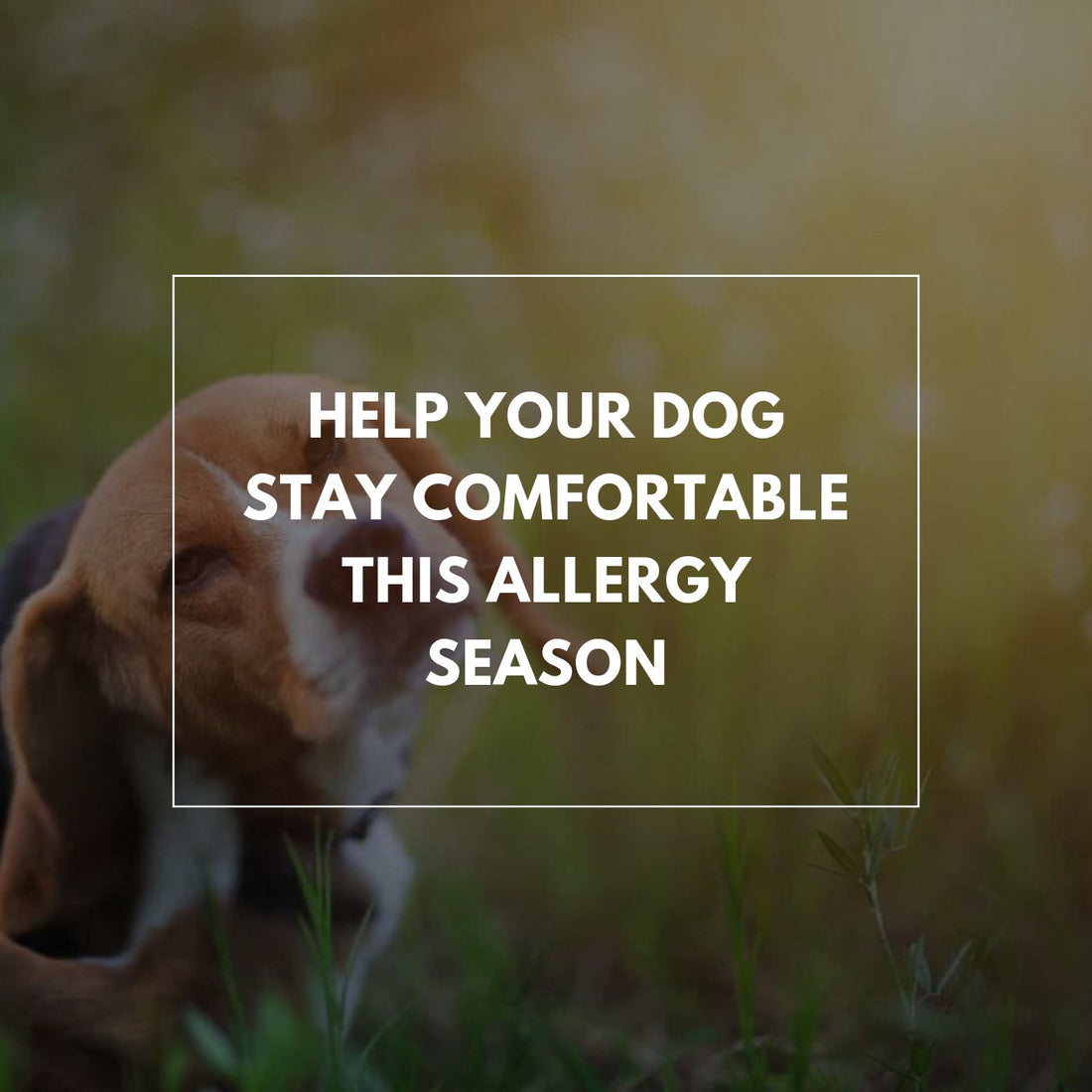 Help your dog stay comfortable this allergy season - Proflax
