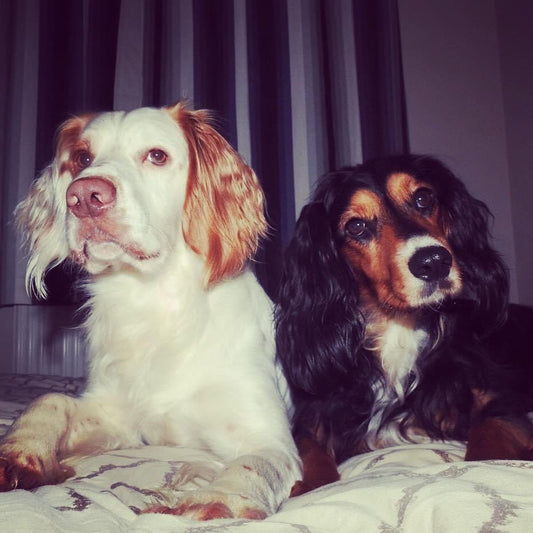 Hope & Muse - April's Dog of the Month winners - Proflax