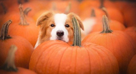 How good is pumpkin for your dog? - Proflax