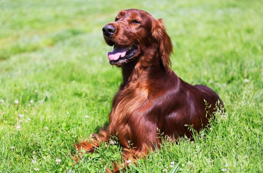 How to keep your dogs skin and coat healthy - Proflax