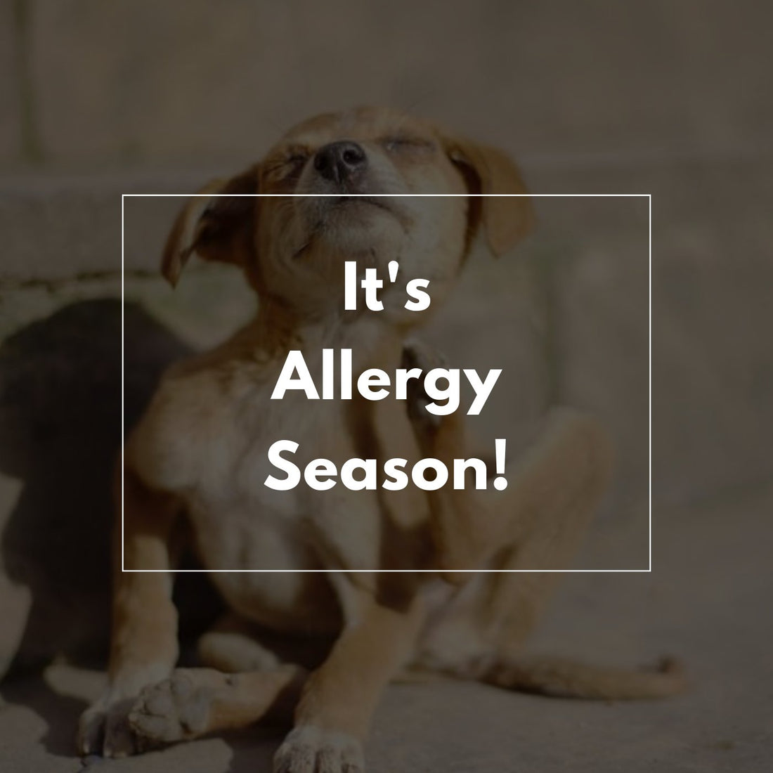 It's Allergy Season! - Proflax