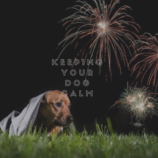 Keeping Your Dog Calm - Proflax