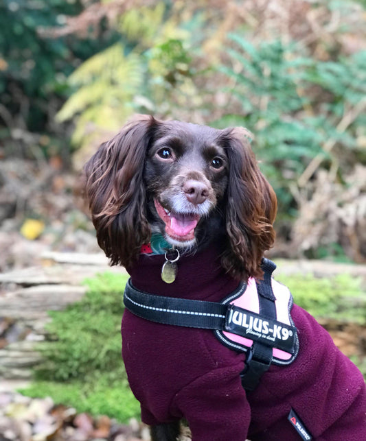March Dog of the Month - Poppy - Proflax
