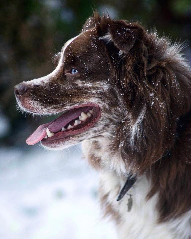 Dogs In November November - Dog of the Month – Proflax