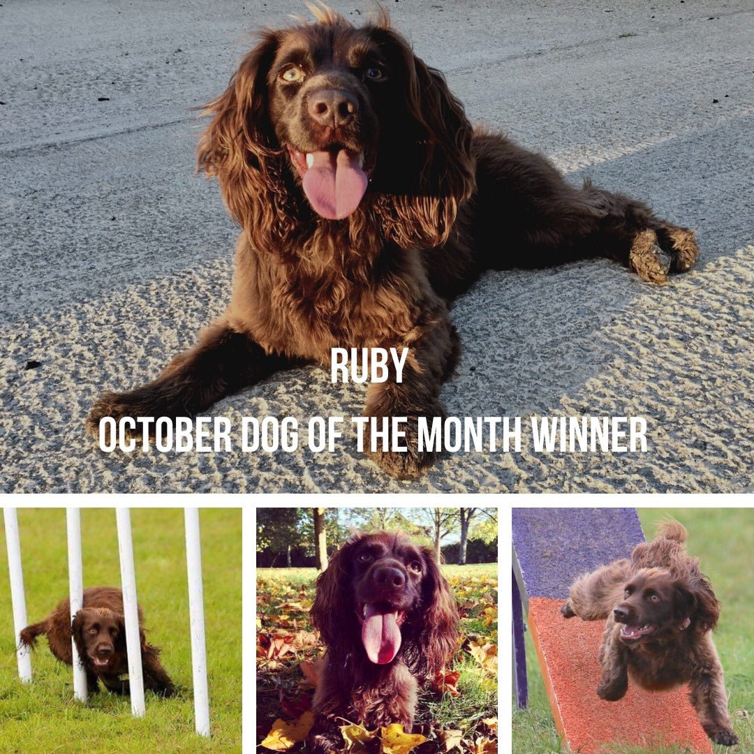 October - Dog of the Month – Proflax