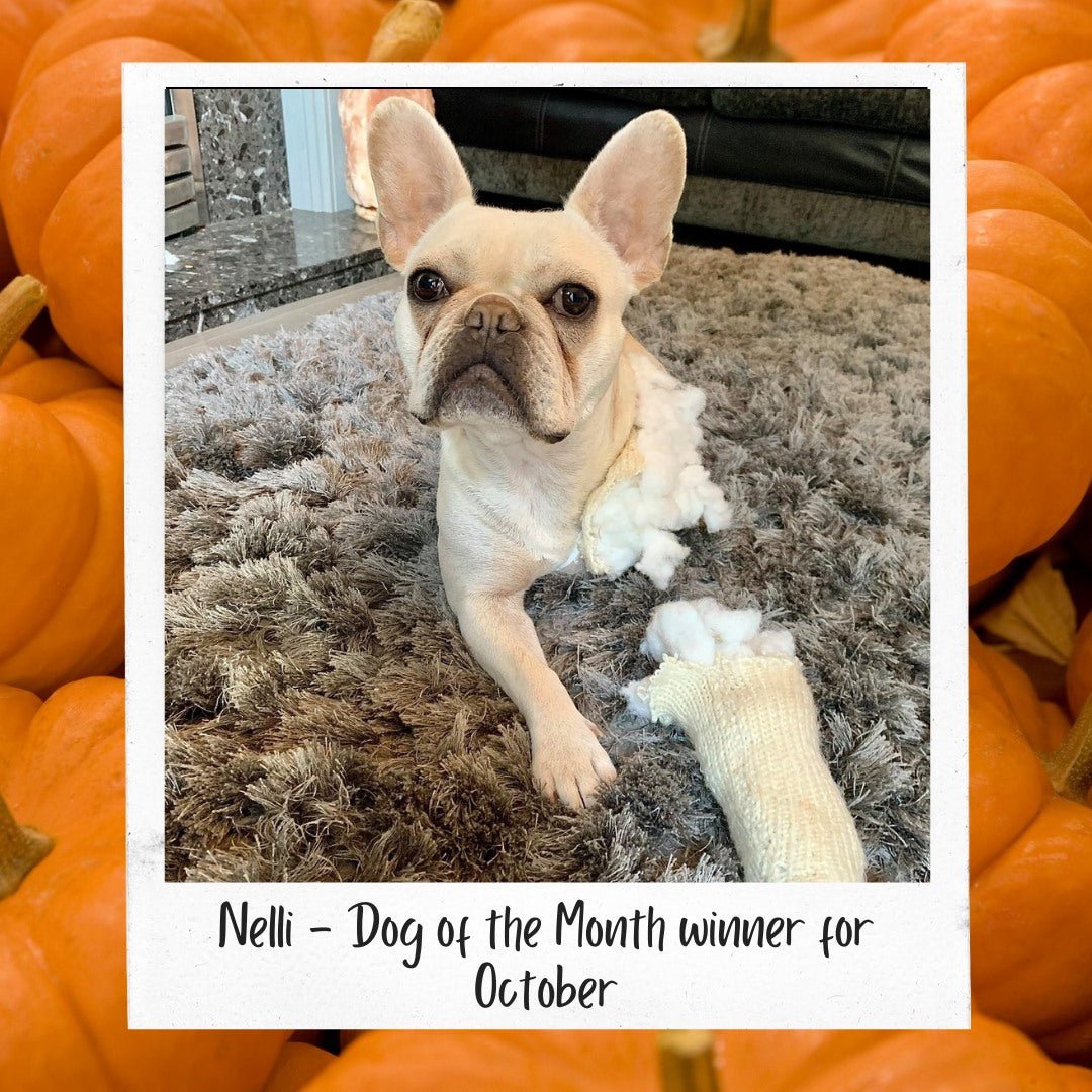 October Dog of the Month - Nelli - Proflax