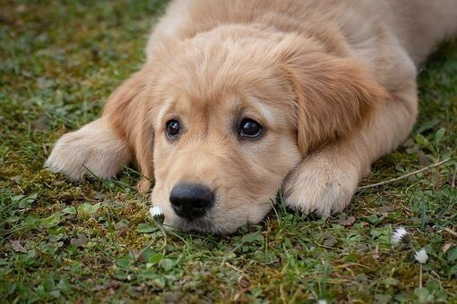 Puppy Health - Proflax