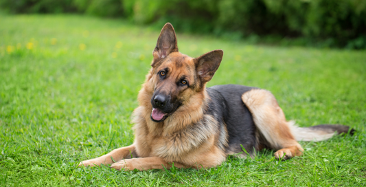 Why Skin Health Starts in the Gut for Dogs