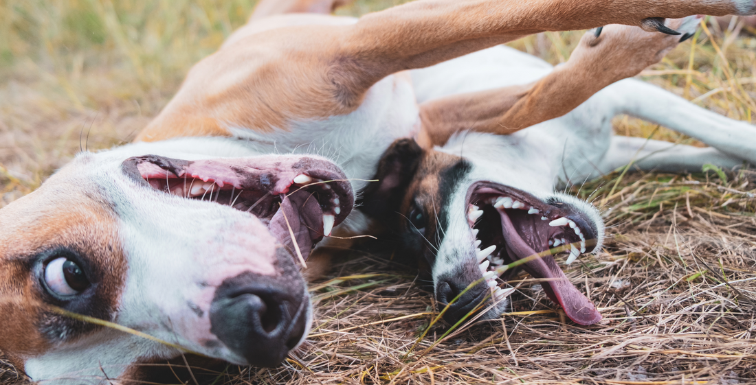 Hormones &amp; Behaviour in Dogs: What Owners Should Know