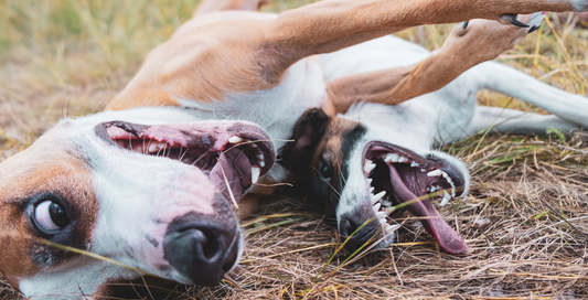 Hormones &amp; Behaviour in Dogs: What Owners Should Know