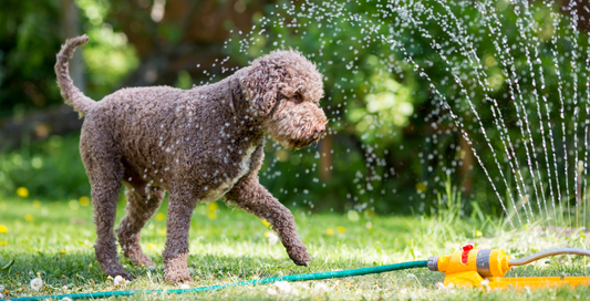 Signs Your Dog May Need Extra Support During Warmer Weather