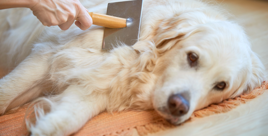 Why Is My Dog Shedding So Much? Seasonal Shedding in Dogs Explained