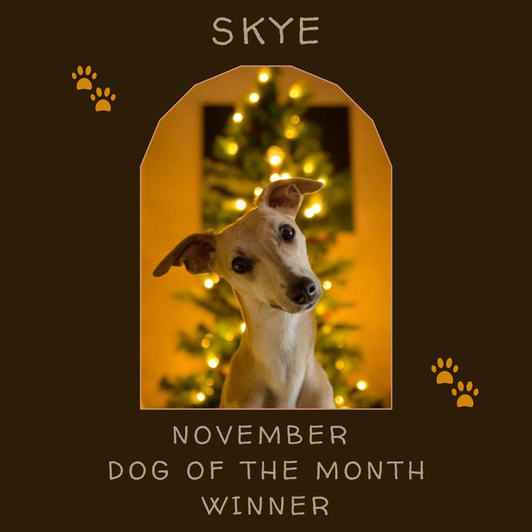Skye - November Dog of the Month winner - Proflax