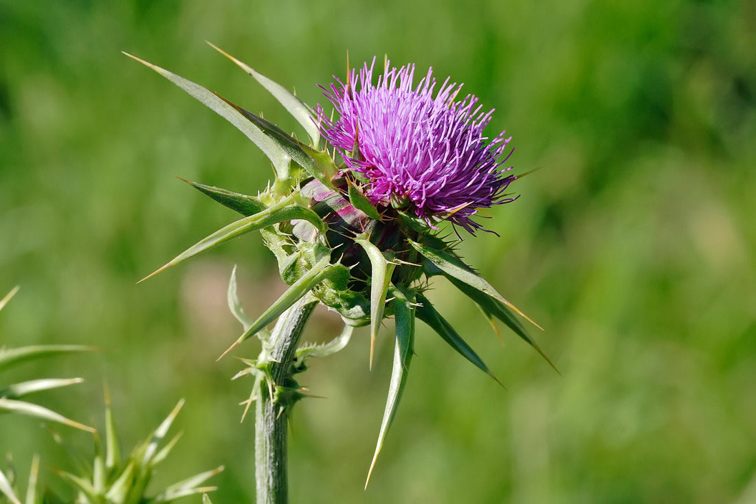 The Benefits of Milk Thistle - Proflax