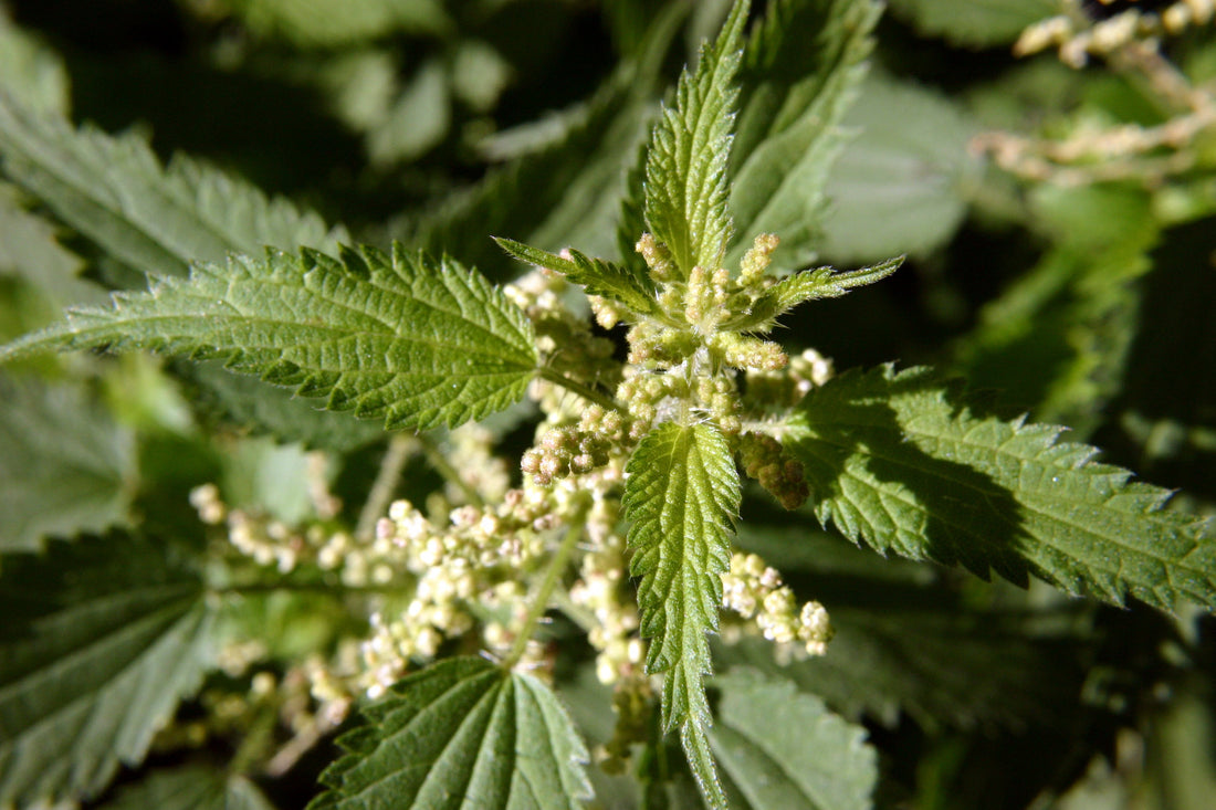 The Benefits of Nettle Root - Proflax