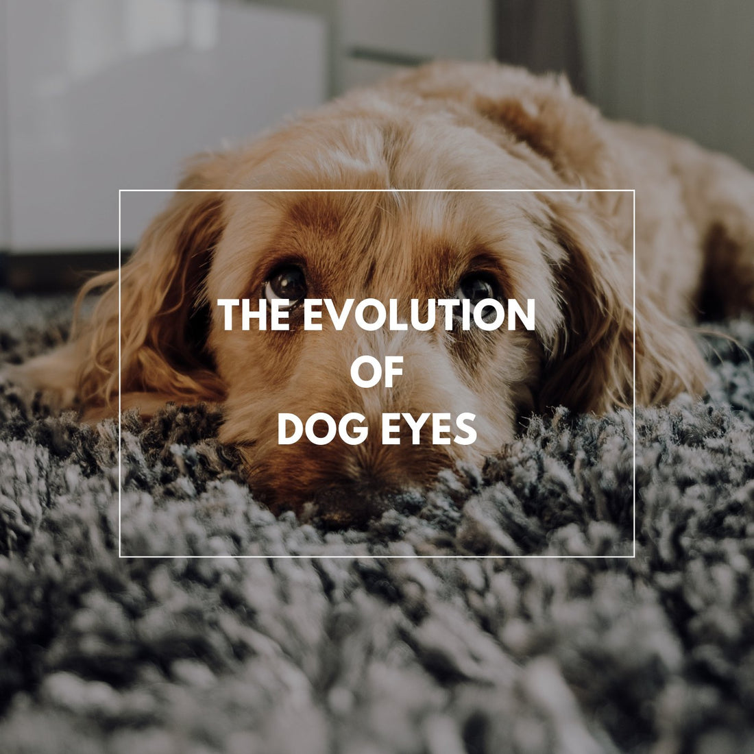The Evolution of Dog Eyes - Proflax