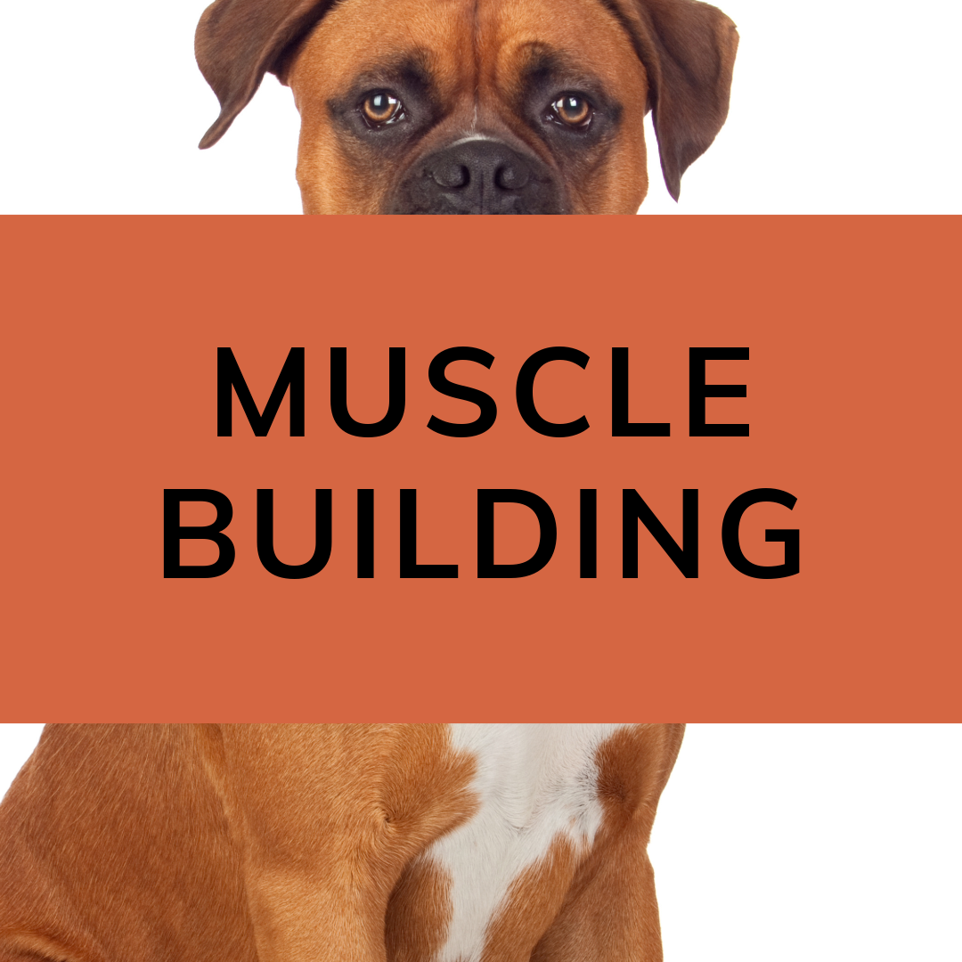 Muscle Building & Recovery for Dogs