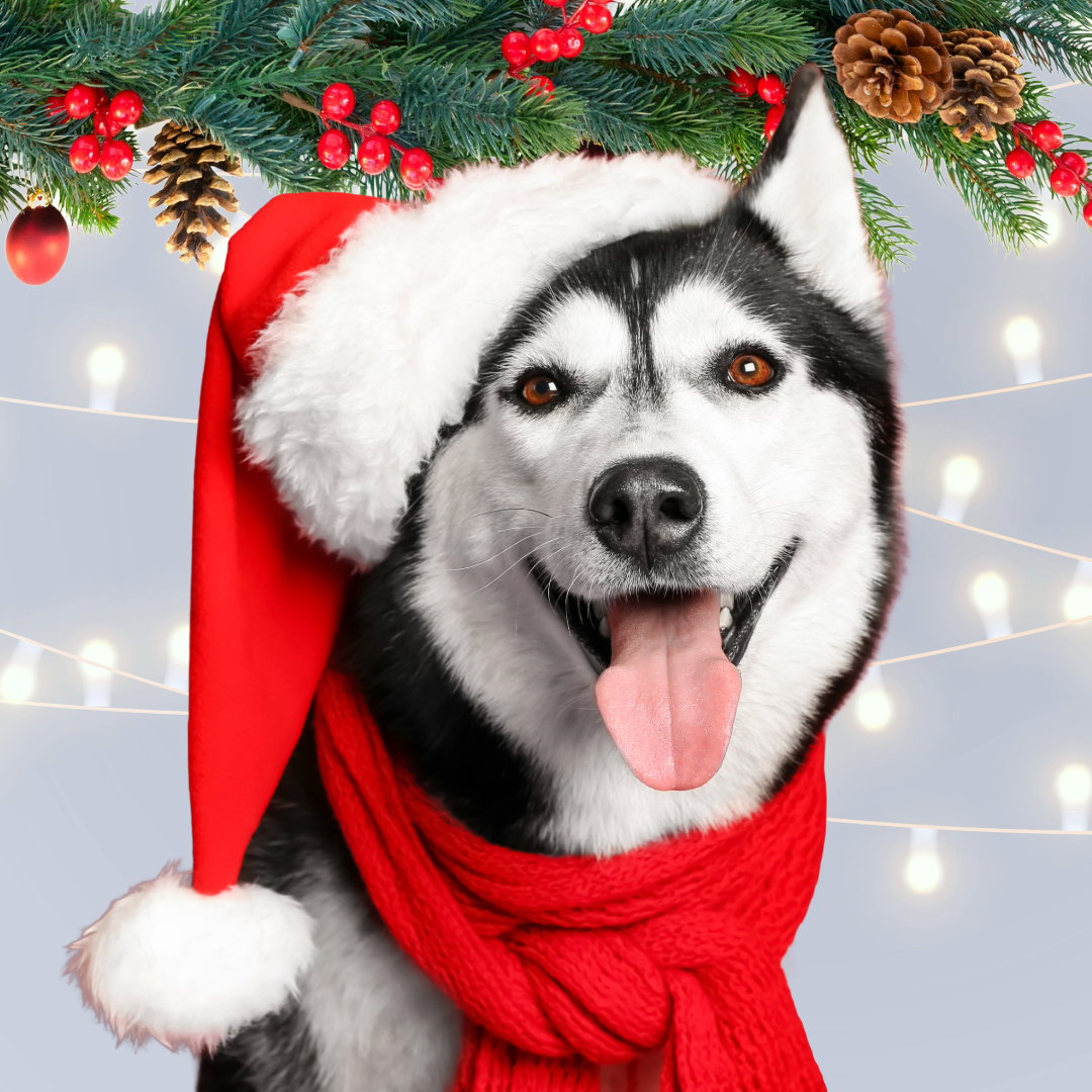 Christmas Gifts for Dogs & Dog Owners