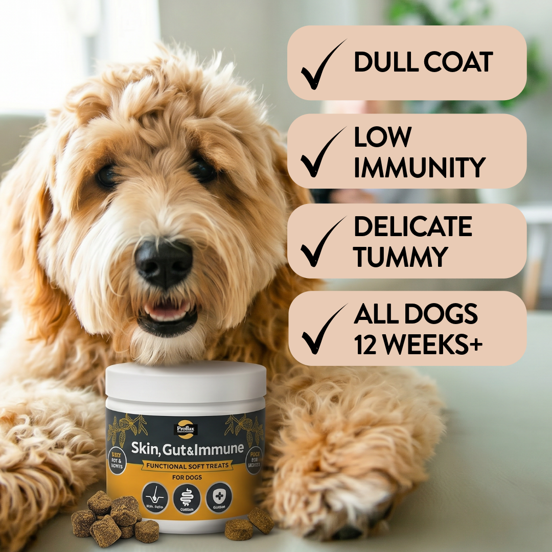 Soft Chews for Functional Support - Skin, Gut & Immune