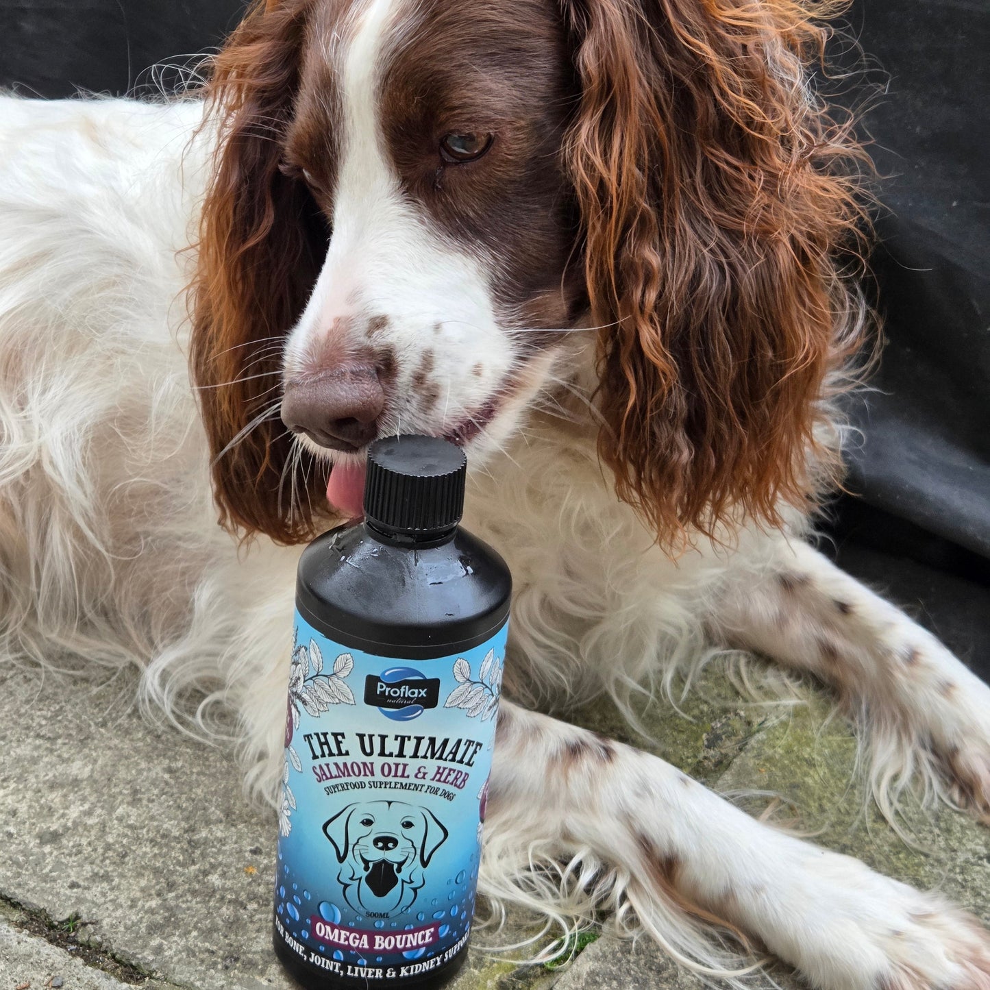 Salmon Oil for Joint & Mobility Support - Omega Bounce