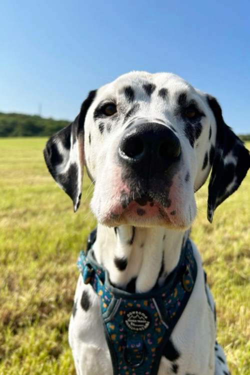 A dalmatian dog’s face