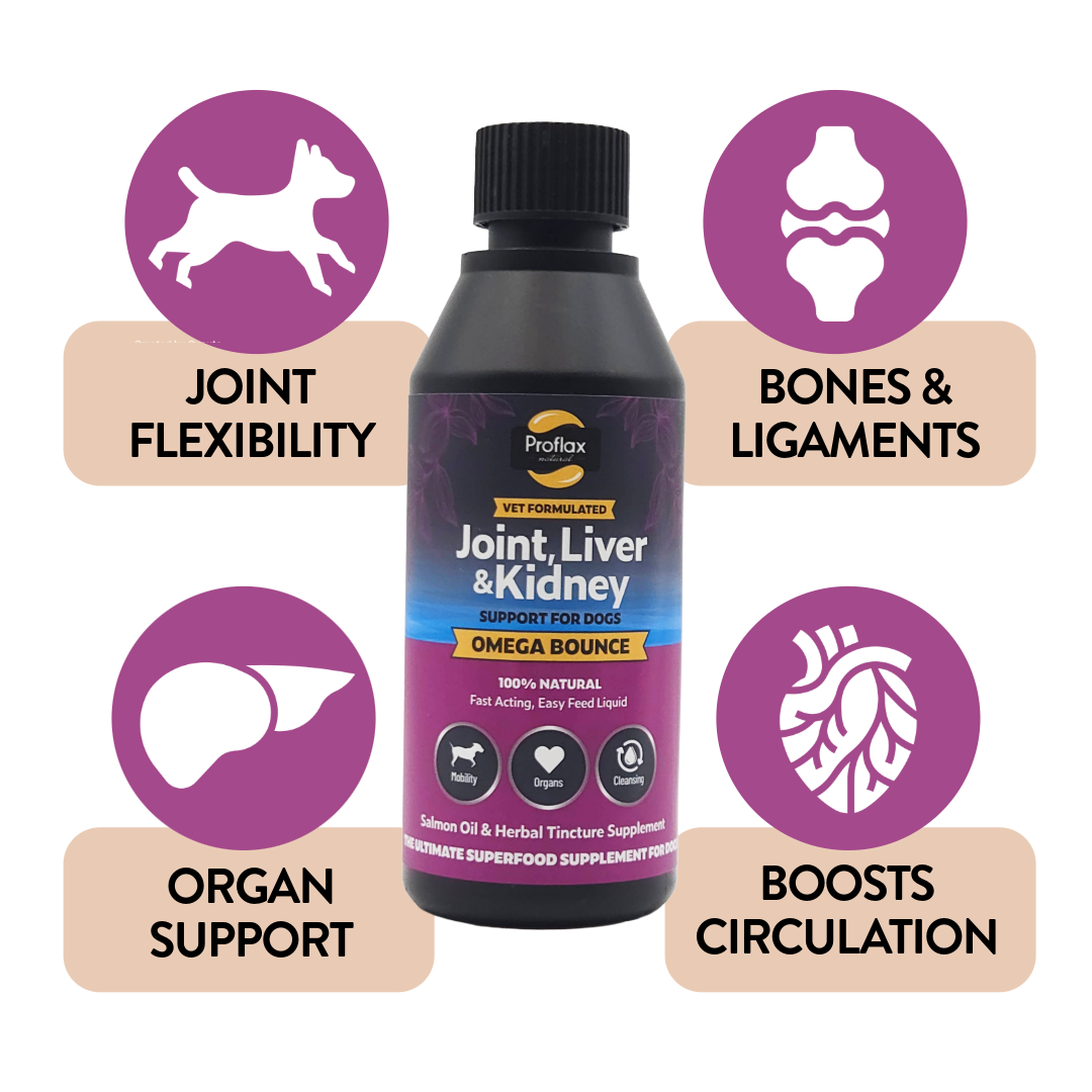 Salmon Oil for Joint & Mobility Support - Omega Bounce