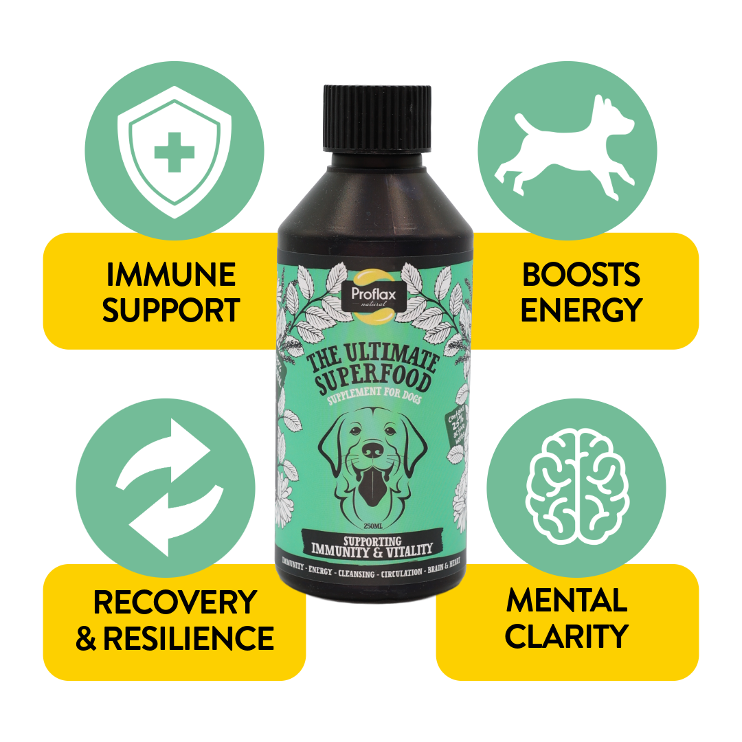 Immune & Energy Support for Dogs - Proflax