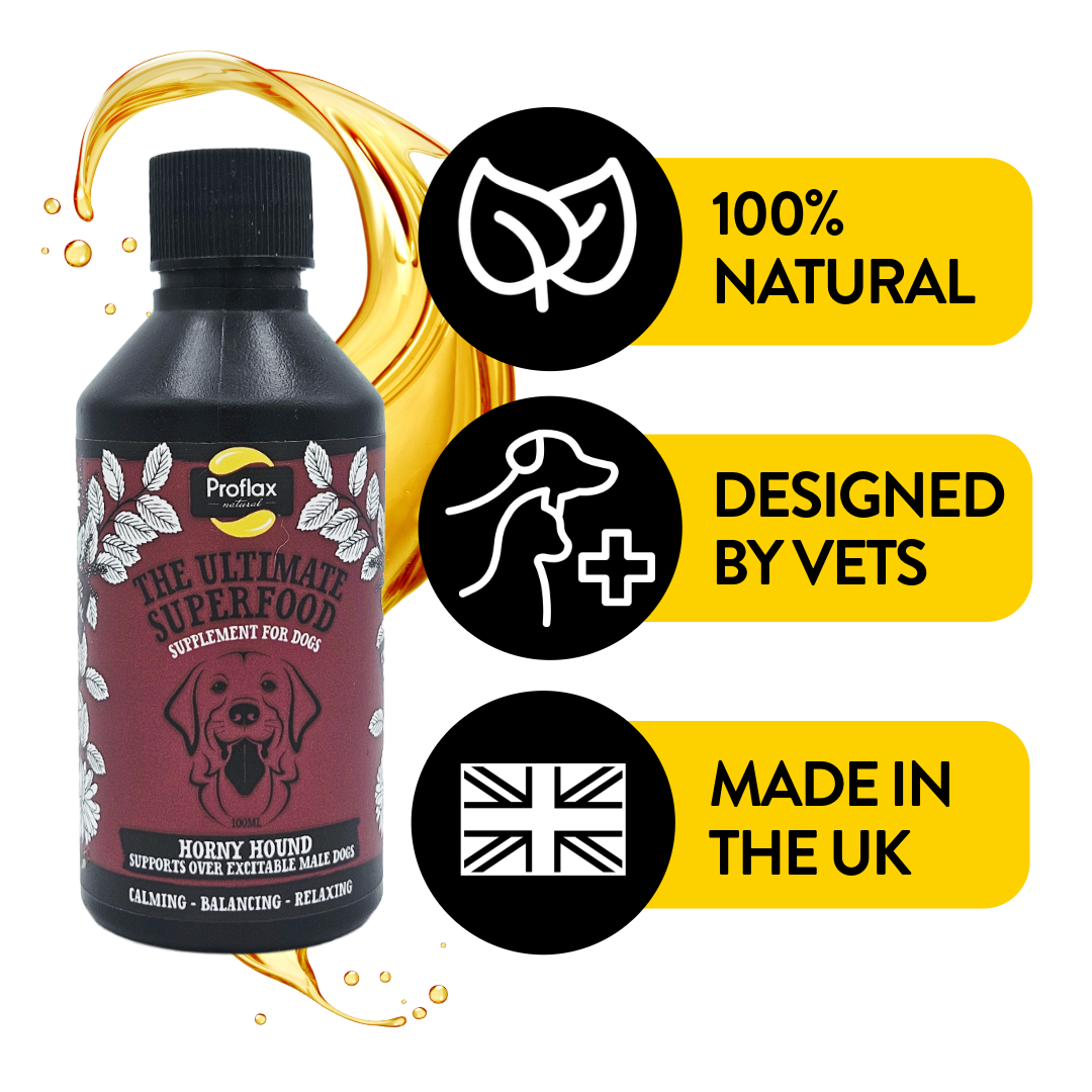 Hormone Balance for Male Dogs - Horny Hound - Proflax