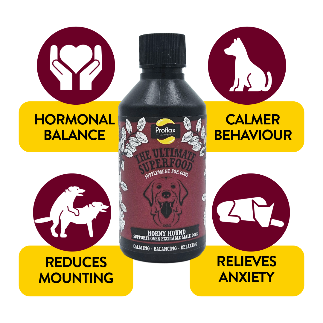 Hormone Balance for Male Dogs - Horny Hound - Proflax