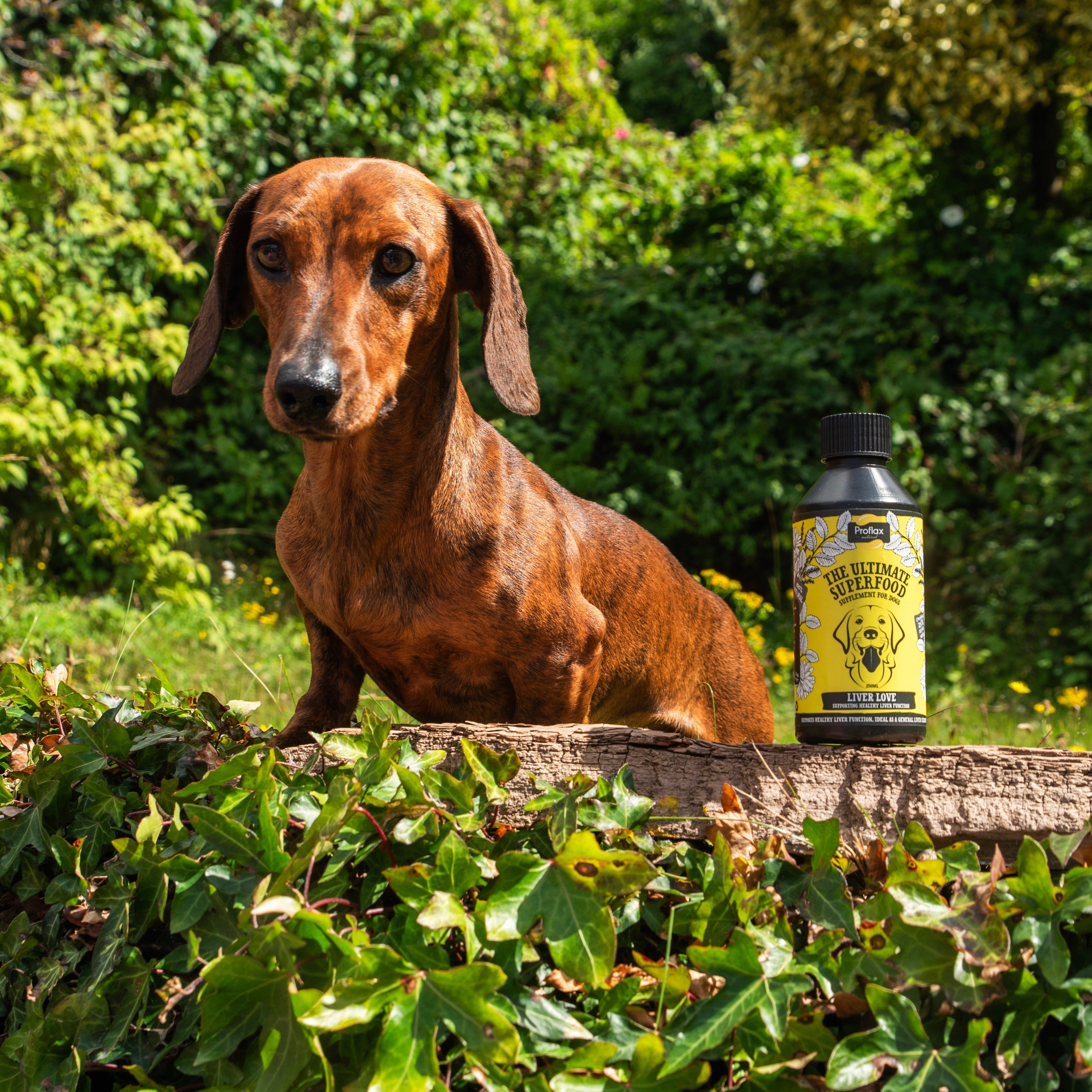 Liver water best sale for dogs