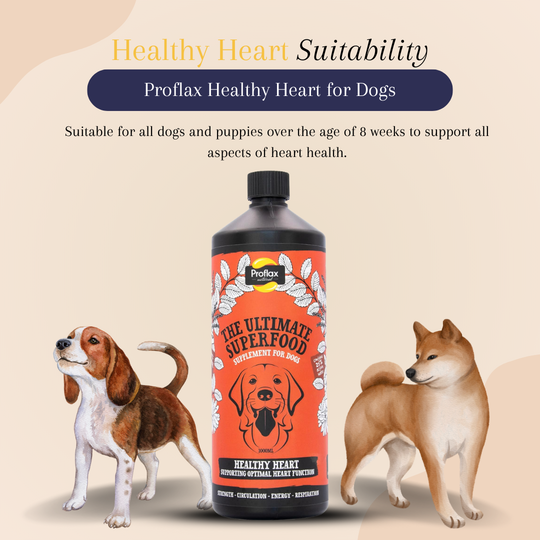 Best heart supplement for dogs clearance