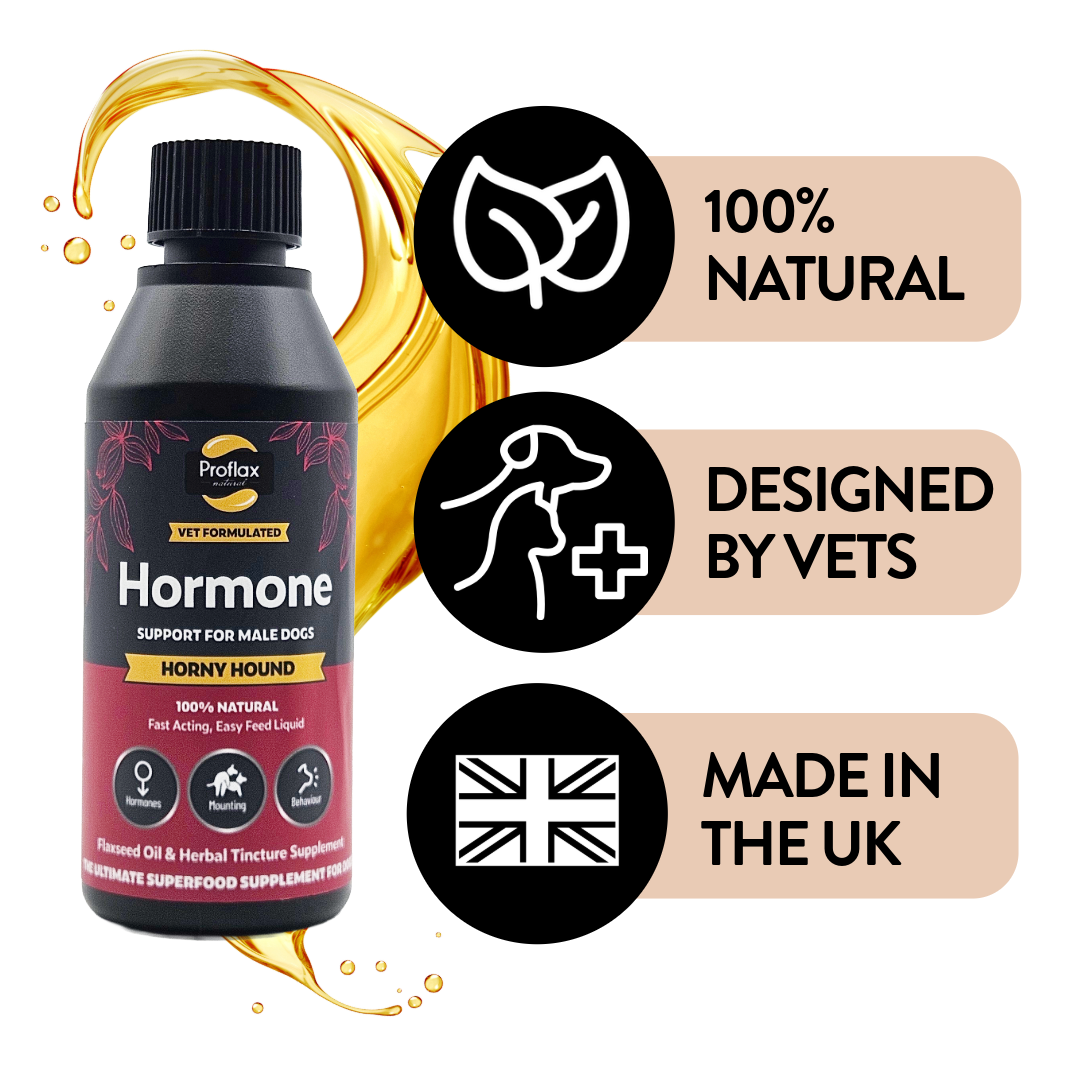 Hormone Balance for Male Dogs - Horny Hound