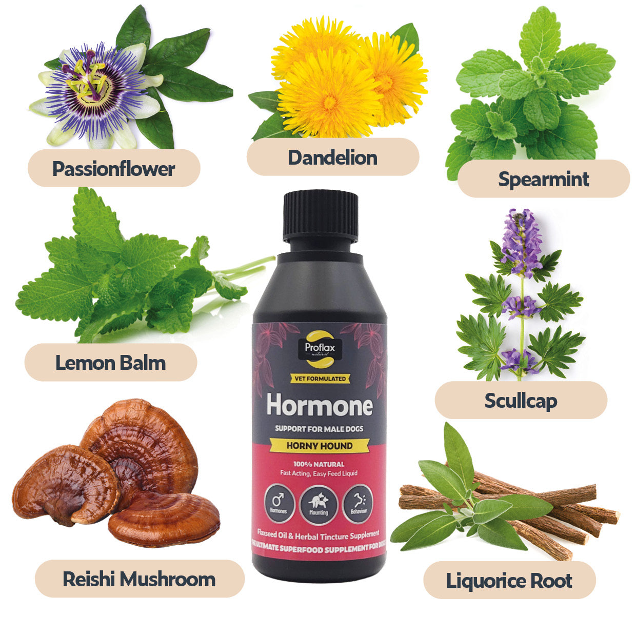 Hormone Balance for Male Dogs - Horny Hound