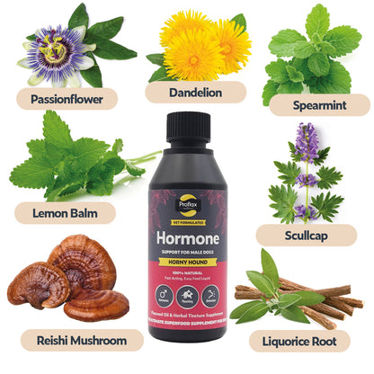 Hormone Balance for Male Dogs - Horny Hound