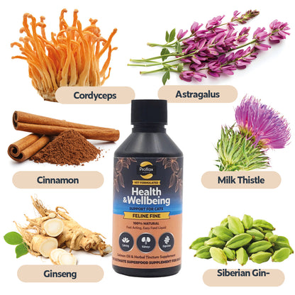 Salmon Oil Supplement for Cats - Feline Fine
